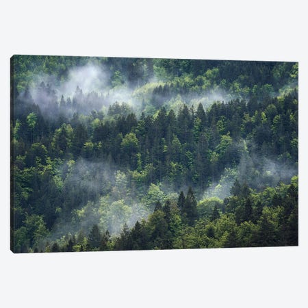 Foggy Forest View Canvas Print #DGG225} by Daniel Gastager Canvas Print