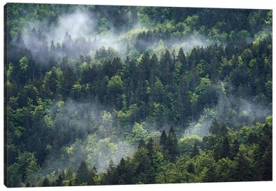 Foggy Forest View Canvas Art Print - Daniel Gastager