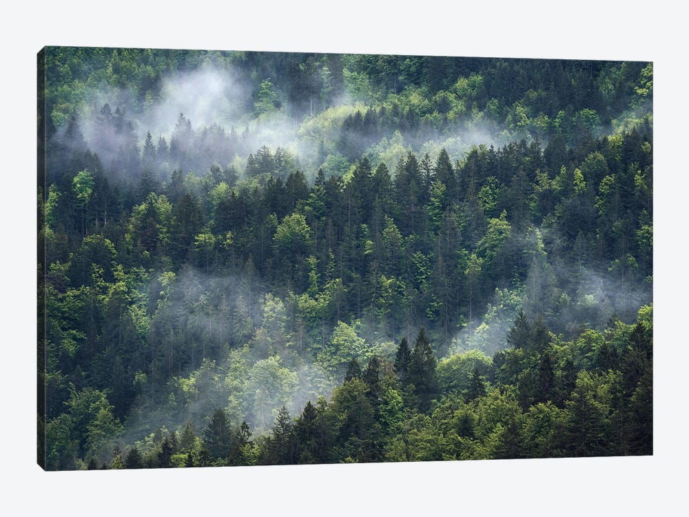 Foggy Forest View by Daniel Gastager 1-piece Canvas Art