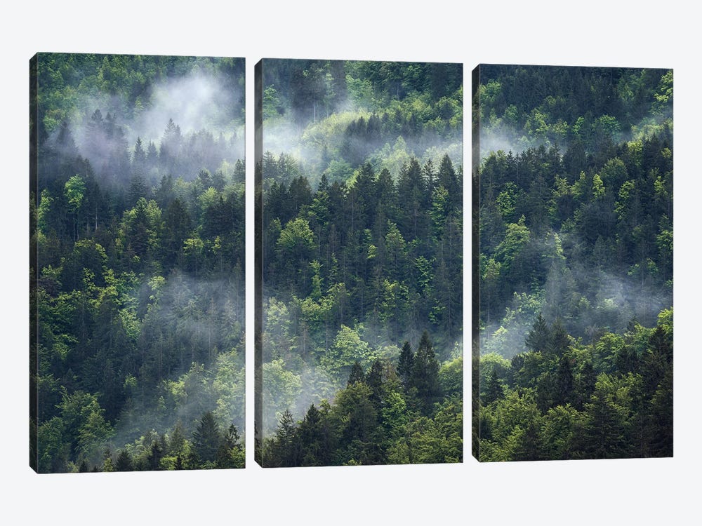Foggy Forest View by Daniel Gastager 3-piece Canvas Wall Art