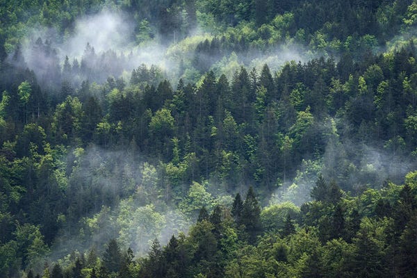Daniel Gastager: Foggy Forest View by Daniel Gastager
