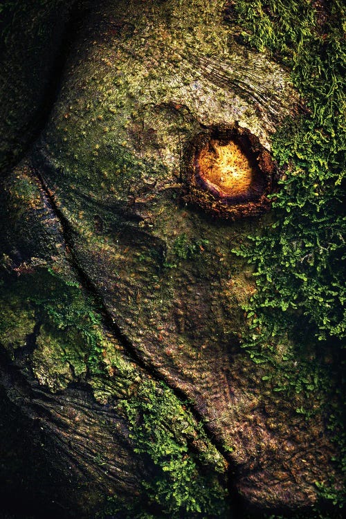 Ancient Dragon In The Forest by Daniel Gastager wall art