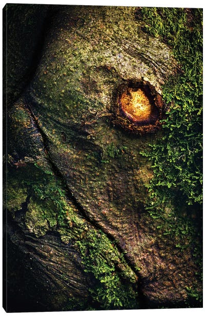 Ancient Dragon In The Forest Canvas Art Print