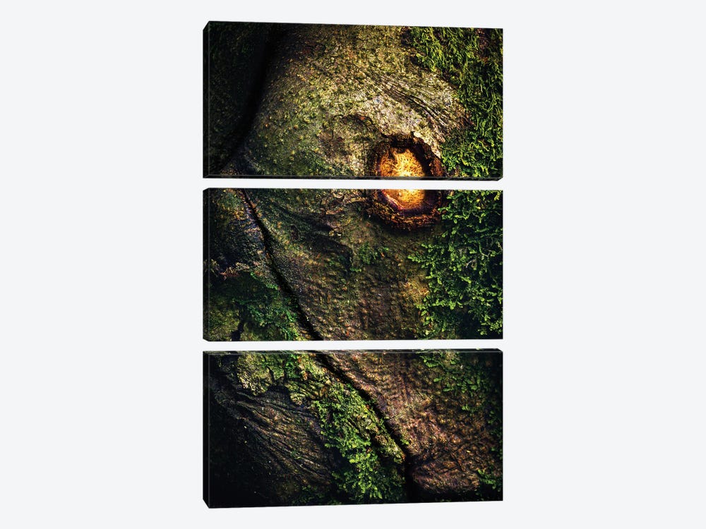 Ancient Dragon In The Forest by Daniel Gastager 3-piece Canvas Wall Art
