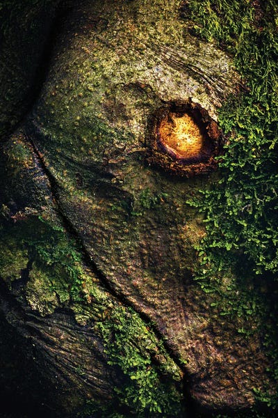 Daniel Gastager: Ancient Dragon In The Forest by Daniel Gastager