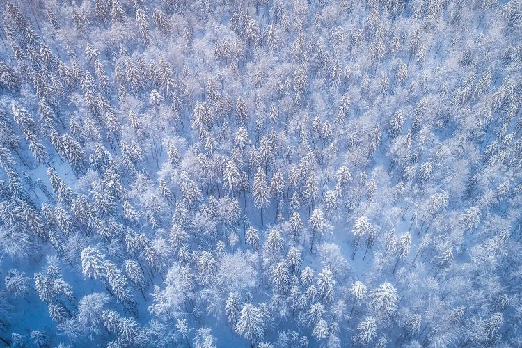 Frozen Forest From Above