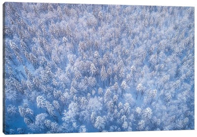 Frozen Forest From Above Canvas Art Print - Daniel Gastager