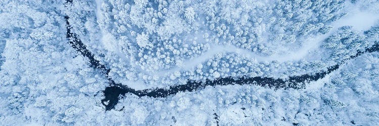 Frozen Forest Panorama