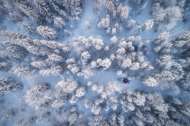 Frozen Winter Forest In Bavaria