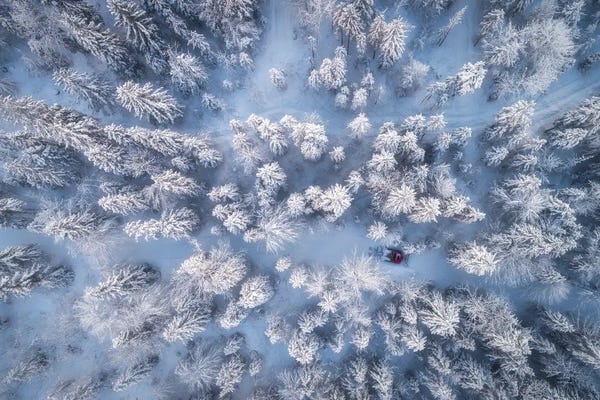 Daniel Gastager: Frozen Winter Forest In Bavaria by Daniel Gastager