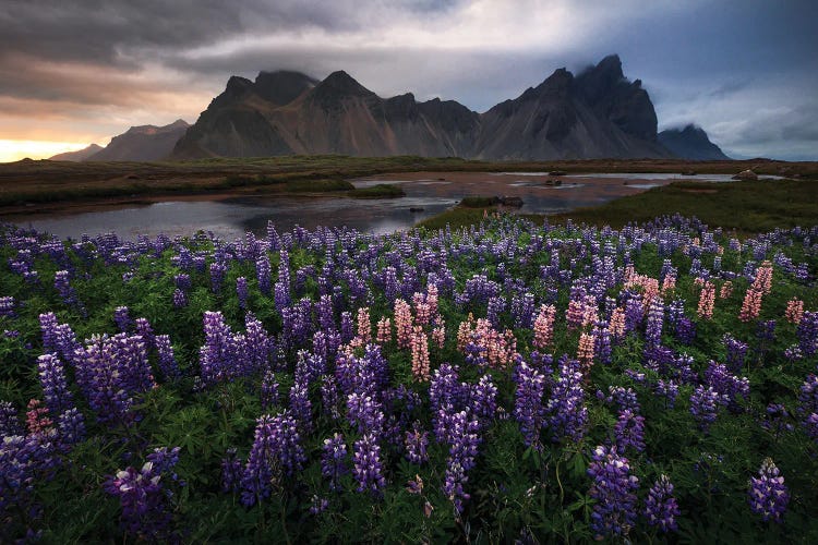 Moody Summer Sunset At Stokksnes