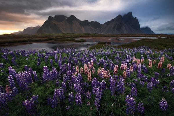 Lupines: Moody Summer Sunset At Stokksnes by Daniel Gastager