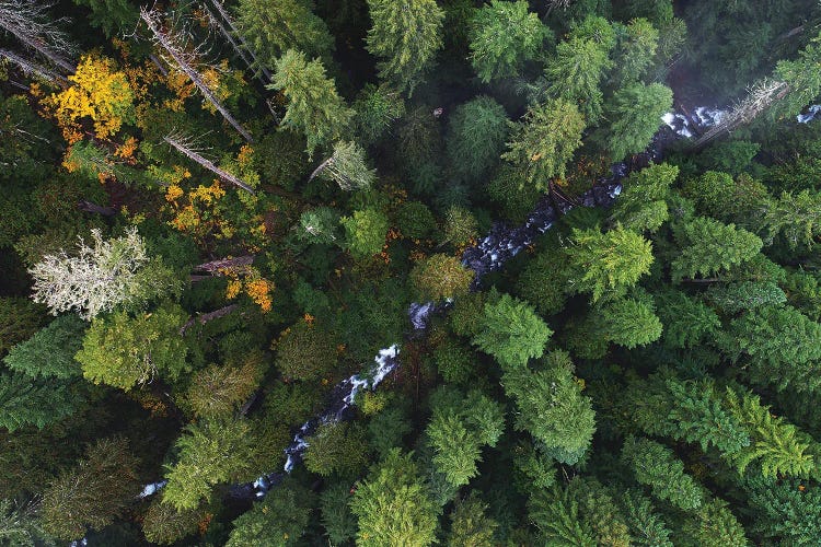 Forest Creek From Above