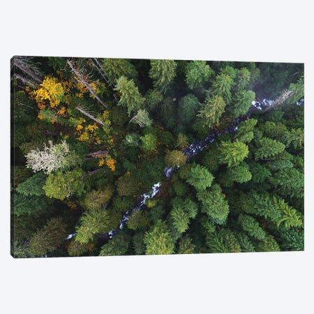 Forest Creek From Above Canvas Print #DGG291} by Daniel Gastager Canvas Art Print