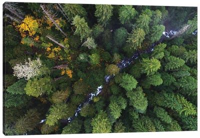 Forest Creek From Above Canvas Art Print - Daniel Gastager