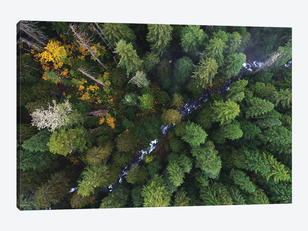 Forest Creek From Above by Daniel Gastager 1-piece Art Print
