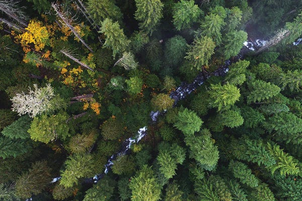 Daniel Gastager: Forest Creek From Above by Daniel Gastager