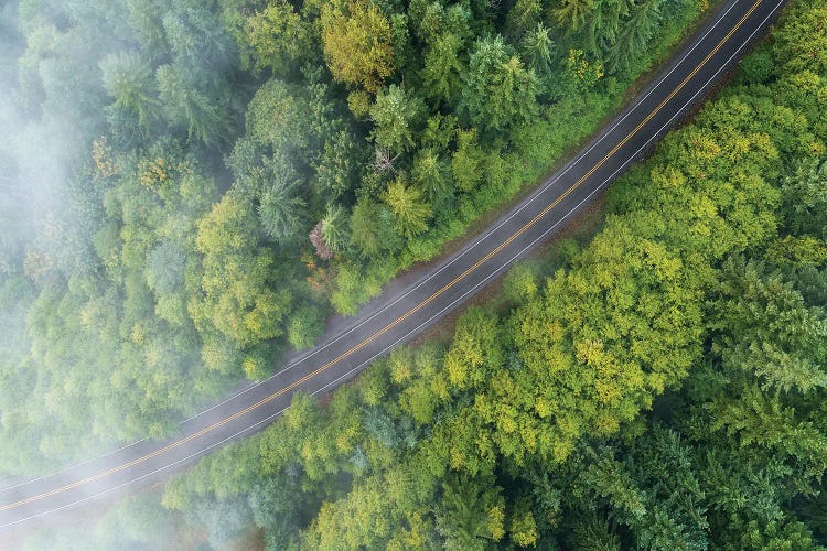 Foggy Forest Road From Above