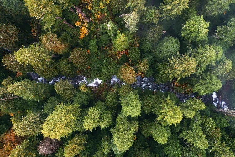 Oregon Forest Creek From Above