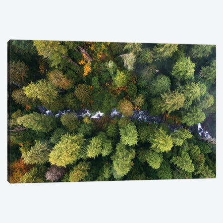 Oregon Forest Creek From Above Canvas Print #DGG306} by Daniel Gastager Canvas Art