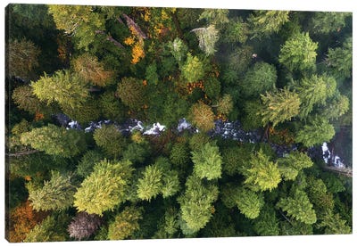 Oregon Forest Creek From Above Canvas Art Print - Aerial Photography
