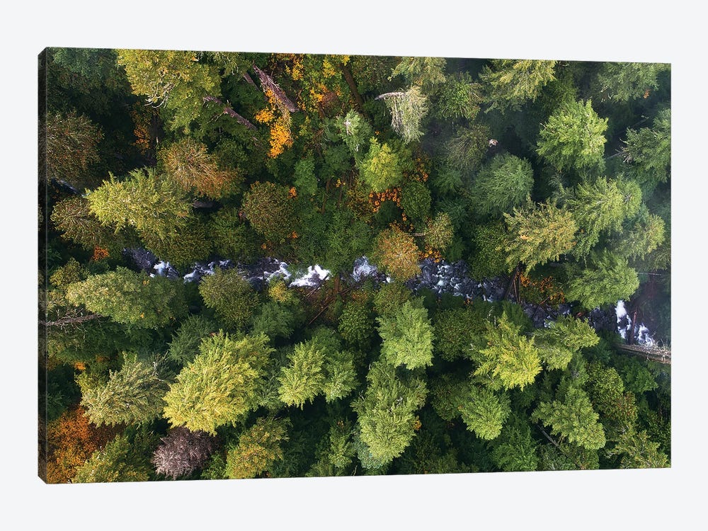 Oregon Forest Creek From Above by Daniel Gastager 1-piece Canvas Artwork