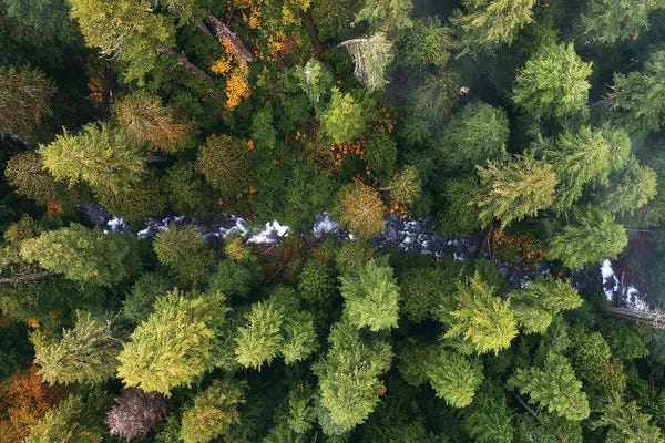 Oregon Forest Creek From Above