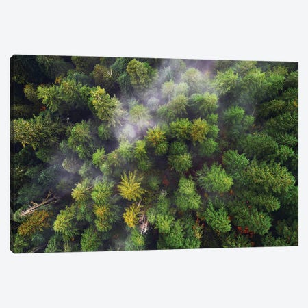 Oregon Forest From Above Canvas Print #DGG307} by Daniel Gastager Canvas Art