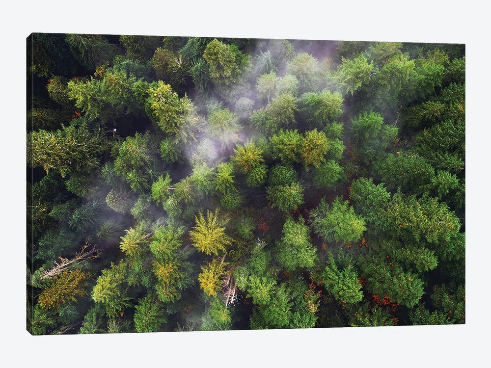 Oregon Forest From Above by Daniel Gastager 1-piece Art Print