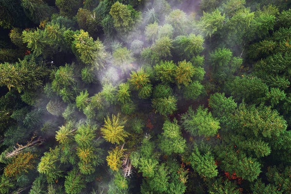 Daniel Gastager: Oregon Forest From Above by Daniel Gastager