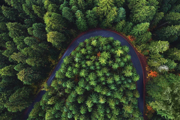 Oregon Forest Road From Above