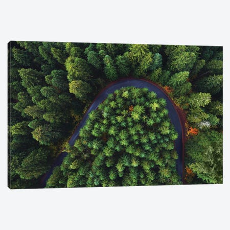 Oregon Forest Road From Above Canvas Print #DGG308} by Daniel Gastager Art Print