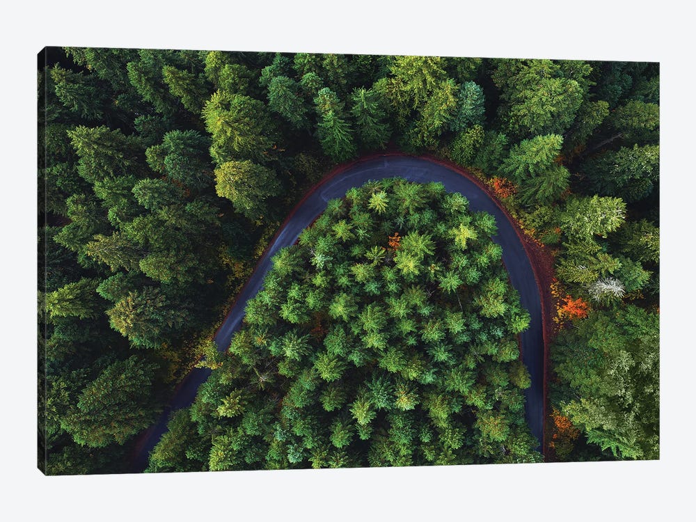 Oregon Forest Road From Above by Daniel Gastager 1-piece Canvas Wall Art