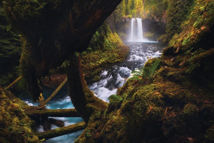 Autumn Afternoon At Koosah Falls