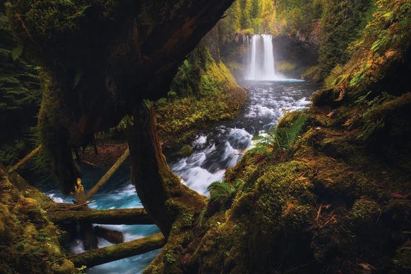 Daniel Gastager: Autumn Afternoon At Koosah Falls by Daniel Gastager