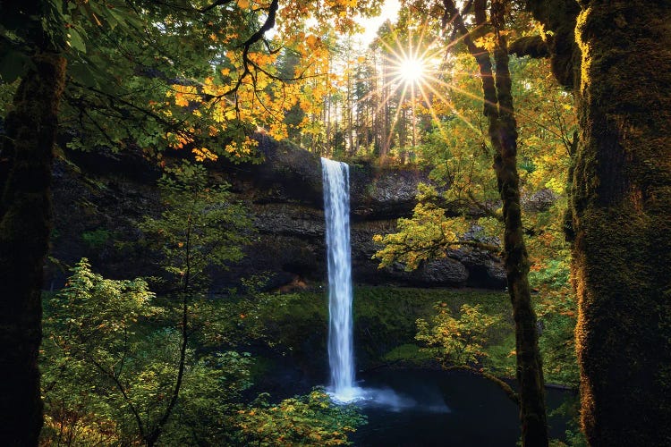 Oregon Forest Sunlight