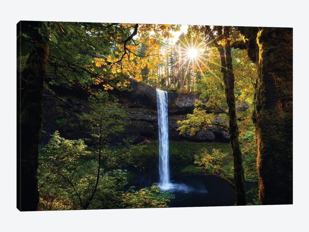 Oregon Forest Sunlight by Daniel Gastager 1-piece Art Print