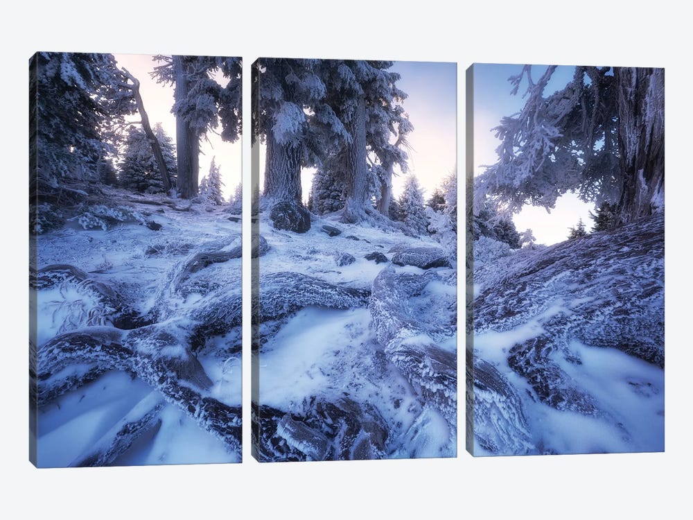 Oregon Frozen Forest by Daniel Gastager 3-piece Canvas Art Print