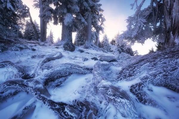 Daniel Gastager: Oregon Frozen Forest by Daniel Gastager