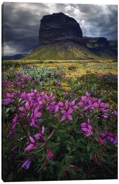 Icelandic Mountains And Flowers Canvas Art Print - Daniel Gastager