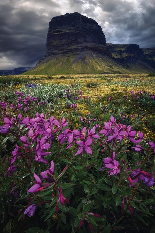 Icelandic Mountains And Flowers