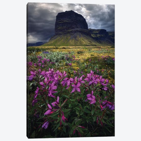 Icelandic Mountains And Flowers Canvas Print #DGG31} by Daniel Gastager Canvas Art