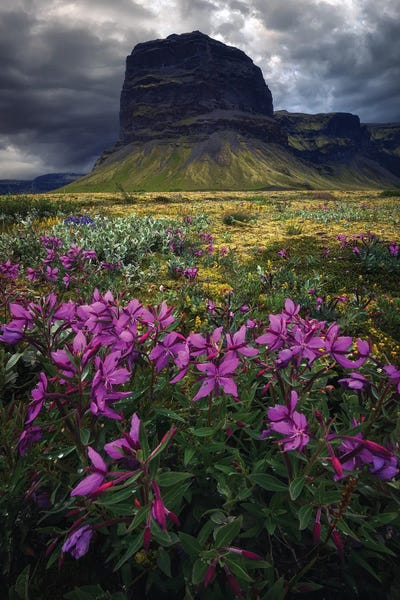 Daniel Gastager: Icelandic Mountains And Flowers by Daniel Gastager