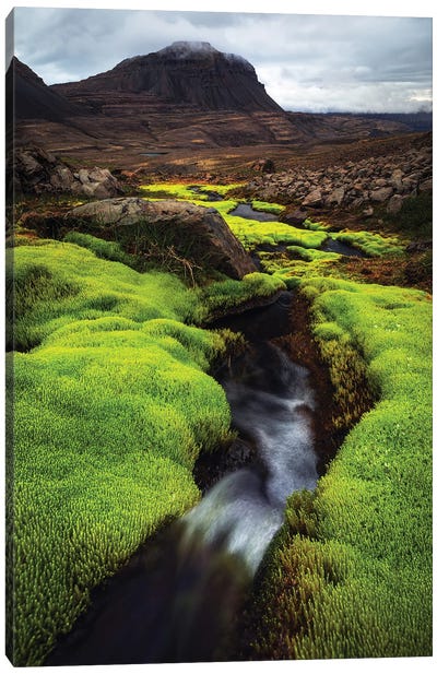 Green Contrast In Western Iceland Canvas Art Print - Daniel Gastager