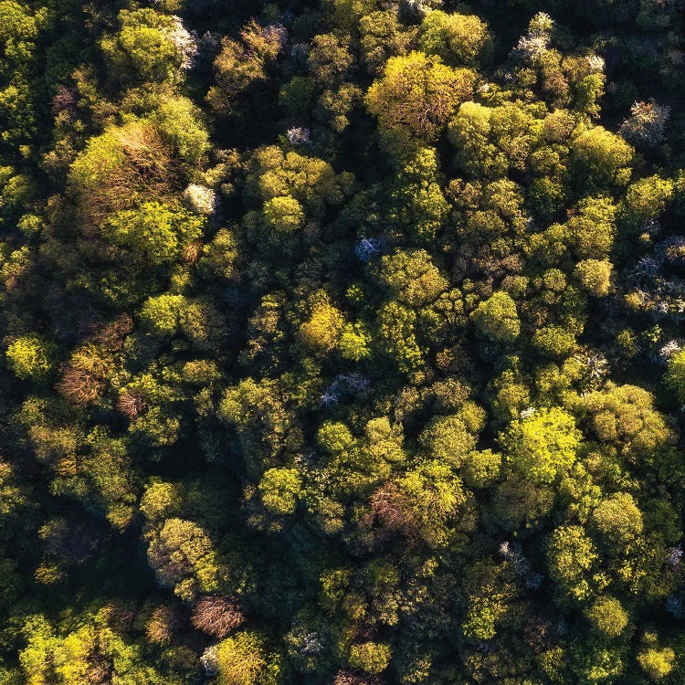 An Irish Forest From Above