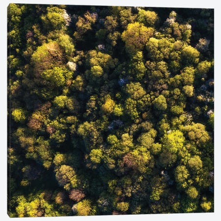 An Irish Forest From Above Canvas Print #DGG338} by Daniel Gastager Canvas Wall Art