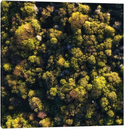 An Irish Forest From Above Canvas Art Print - Daniel Gastager