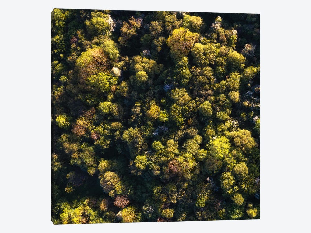 An Irish Forest From Above by Daniel Gastager 1-piece Canvas Art Print