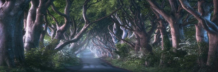 Dawn At The Dark Hedges In Northern Ireland