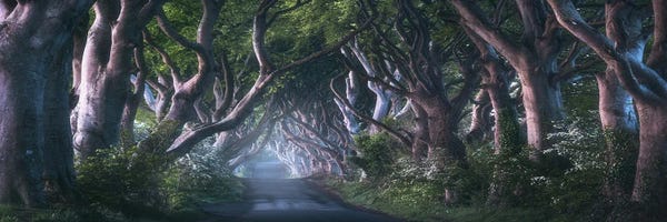 Daniel Gastager: Dawn At The Dark Hedges In Northern Ireland by Daniel Gastager